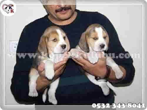 beagle fiyat