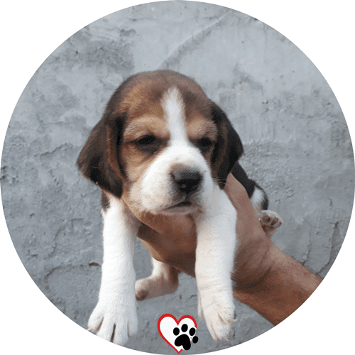 beagle yavru