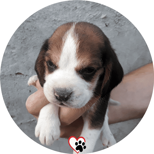 beagle yavrusu